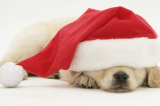 Santa Claus Puppy sfondi gratuiti per cellulari Android, iPhone, iPad e desktop