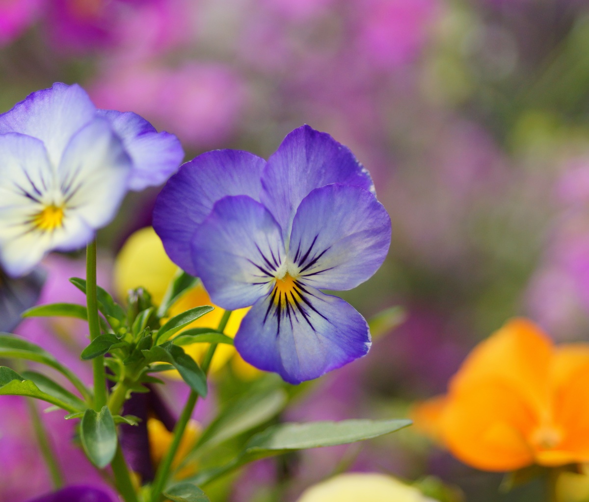 Screenshot №1 pro téma Wild Flowers Viola tricolor or Pansies 1200x1024