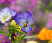Screenshot №1 pro téma Wild Flowers Viola tricolor or Pansies 176x144