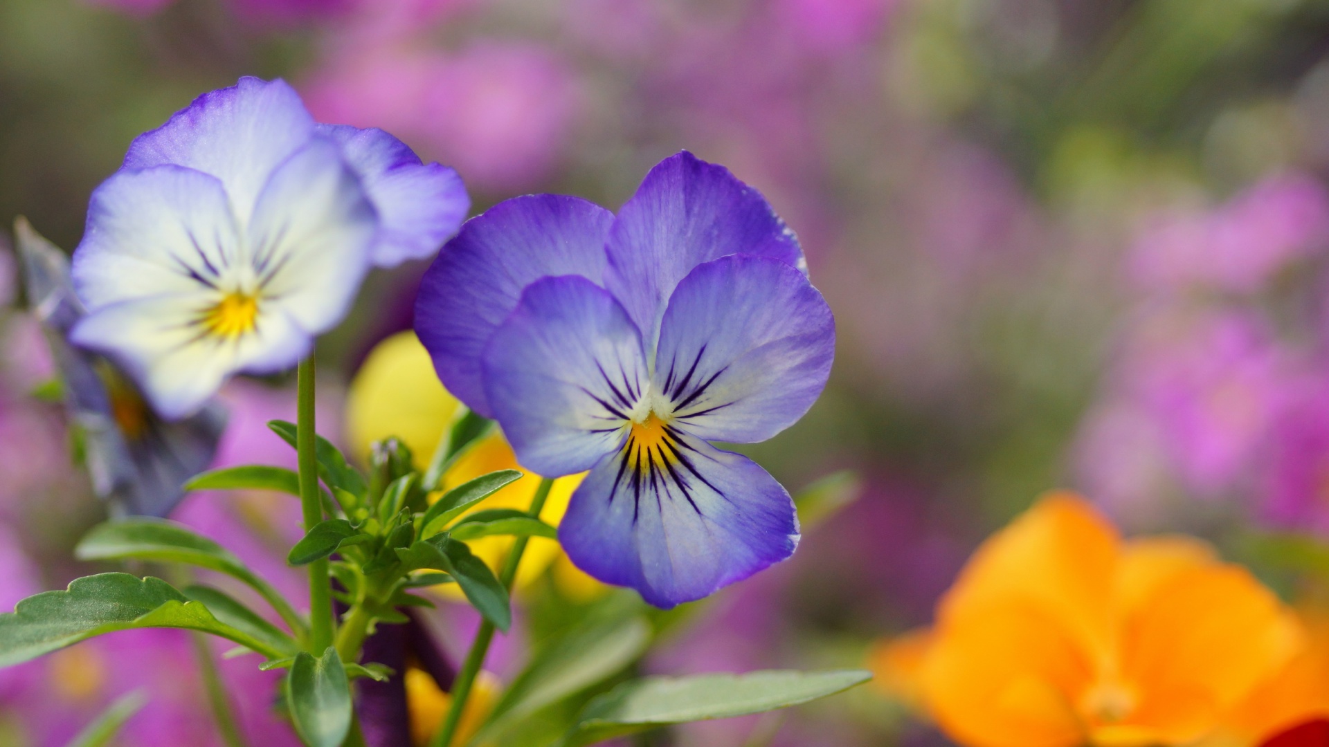 Das Wild Flowers Viola tricolor or Pansies Wallpaper 1920x1080