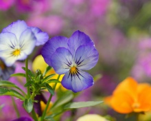 Sfondi Wild Flowers Viola tricolor or Pansies 220x176