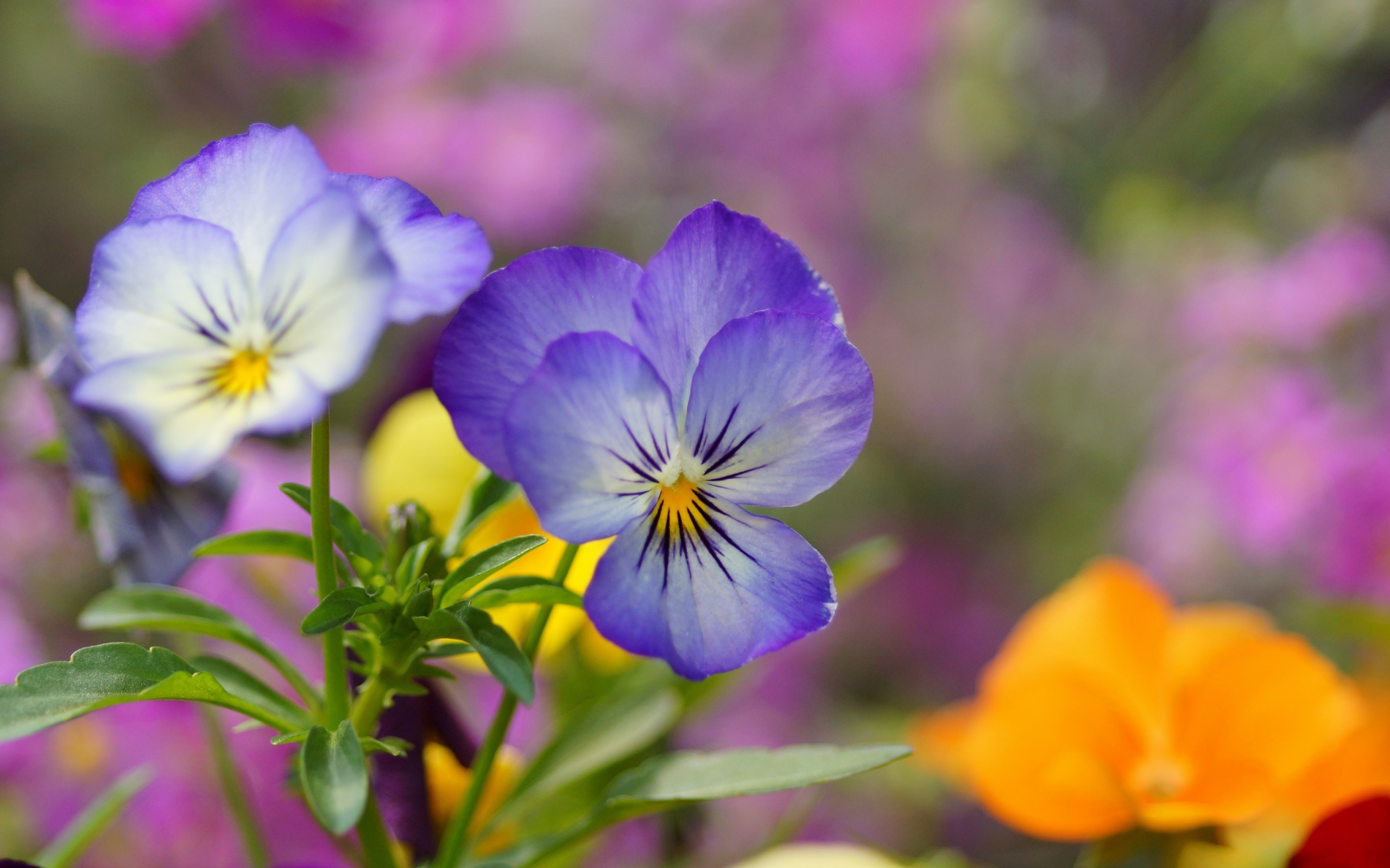 Wild Flowers Viola tricolor or Pansies wallpaper 2560x1600