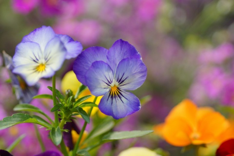 Fondo de pantalla Wild Flowers Viola tricolor or Pansies 480x320