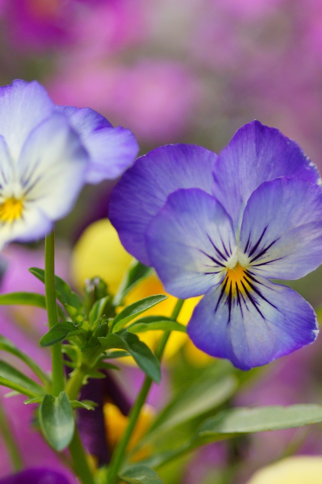 Screenshot №1 pro téma Wild Flowers Viola tricolor or Pansies 640x960