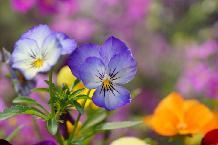 Wild Flowers Viola tricolor or Pansies wallpaper