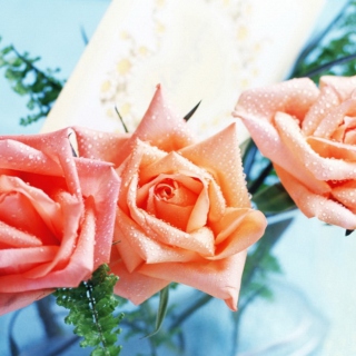 Kostenloses Orange Roses Tenderness Wallpaper für iPad 3