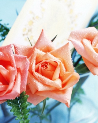Orange Roses Tenderness - Obrázkek zdarma pro 128x160