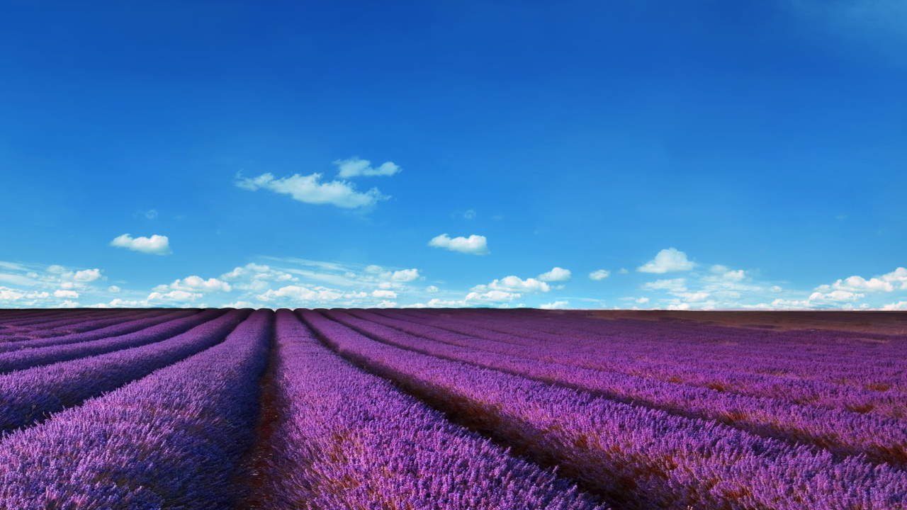 Das Lavender Farm Wallpaper 1280x720