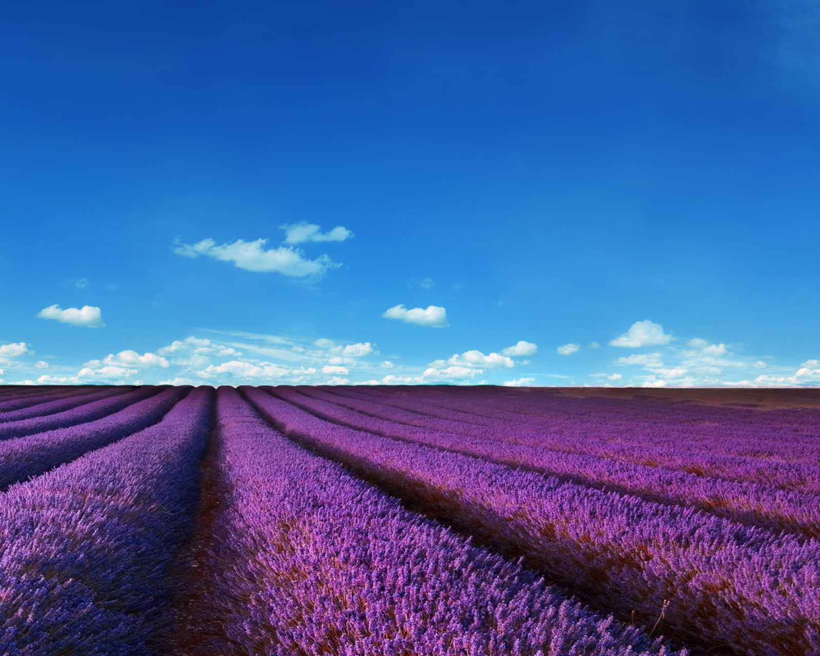 Lavender Farm screenshot #1 1600x1280