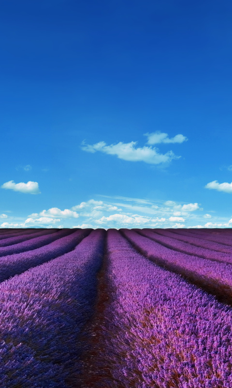 Обои Lavender Farm 480x800