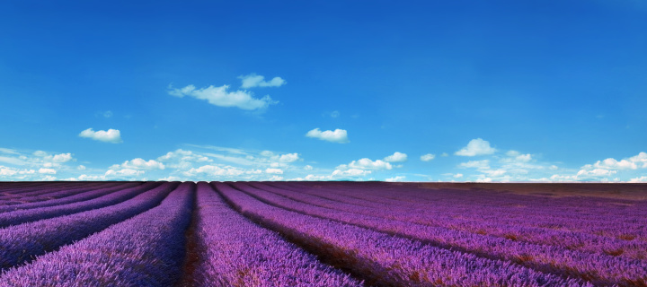 Lavender Farm wallpaper 720x320