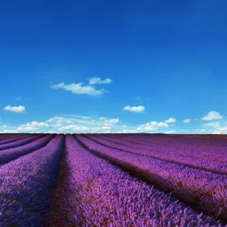 Lavender Farm Picture for iPad 3