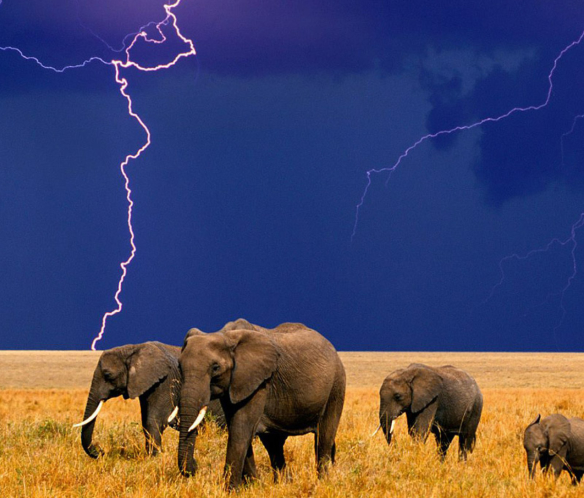 Screenshot №1 pro téma African Elephants 1200x1024
