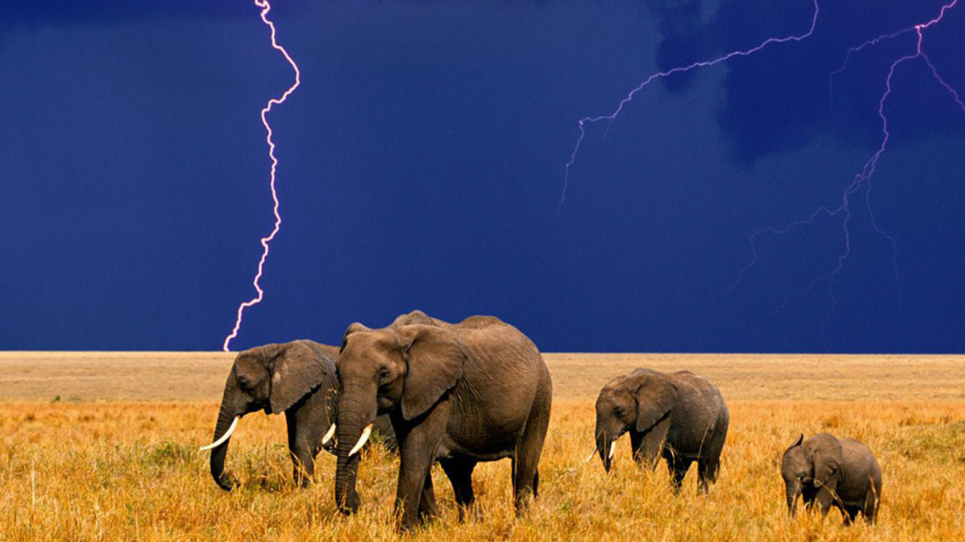 Sfondi African Elephants 1366x768
