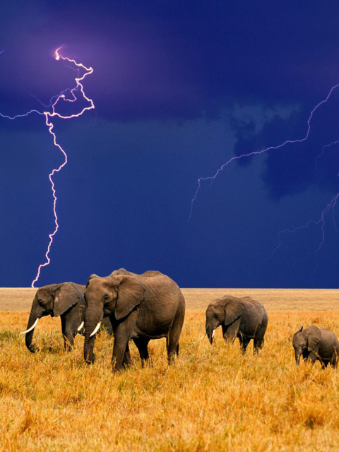 Screenshot №1 pro téma African Elephants 480x640