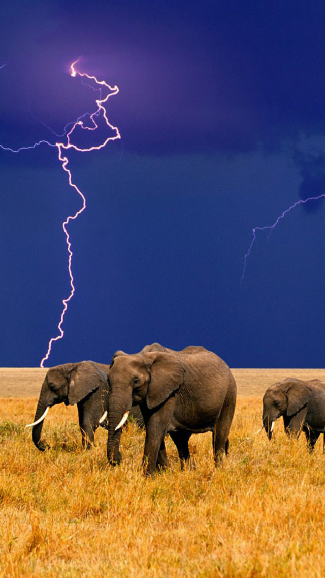 Das African Elephants Wallpaper 640x1136