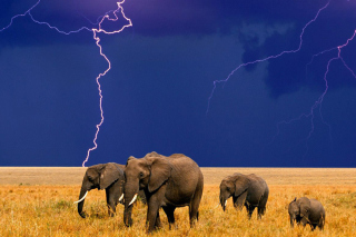 African Elephants - Obrázkek zdarma pro 1366x768