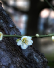 First Plum Blossom screenshot #1 176x220
