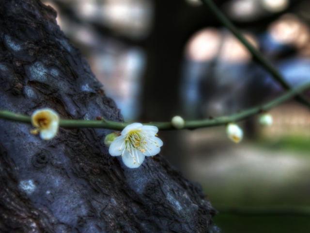 Screenshot №1 pro téma First Plum Blossom 640x480