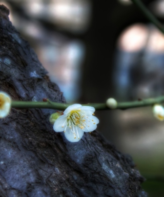 First Plum Blossom - Obrázkek zdarma pro 750x1334