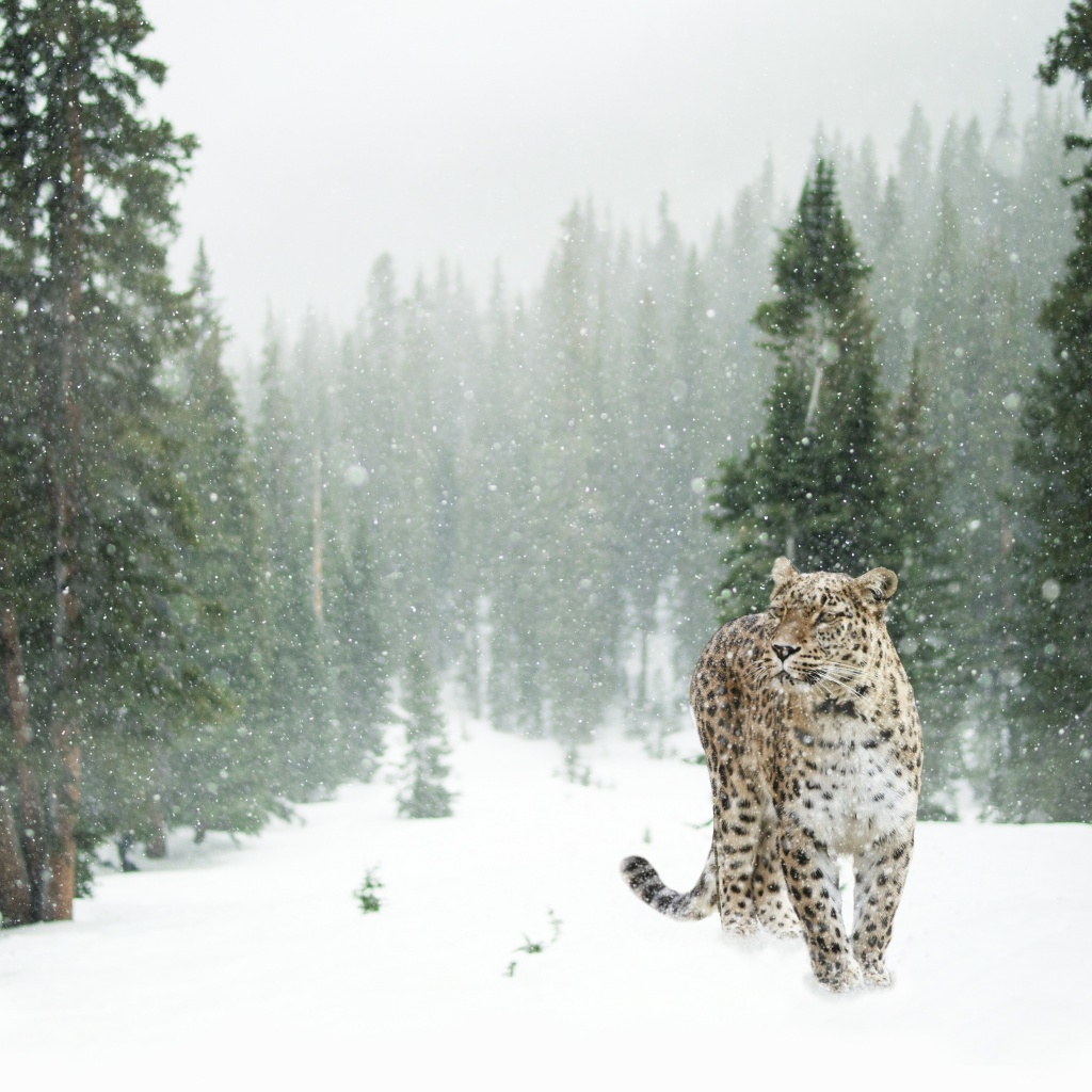Persian leopard in snow wallpaper 1024x1024