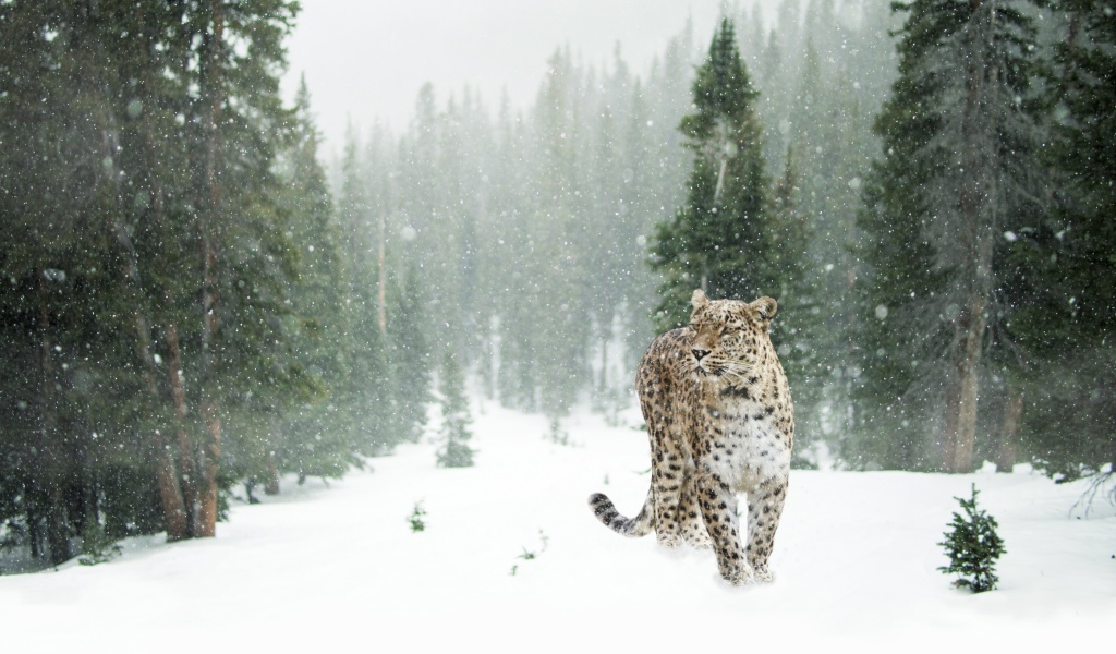 Sfondi Persian leopard in snow 1024x600