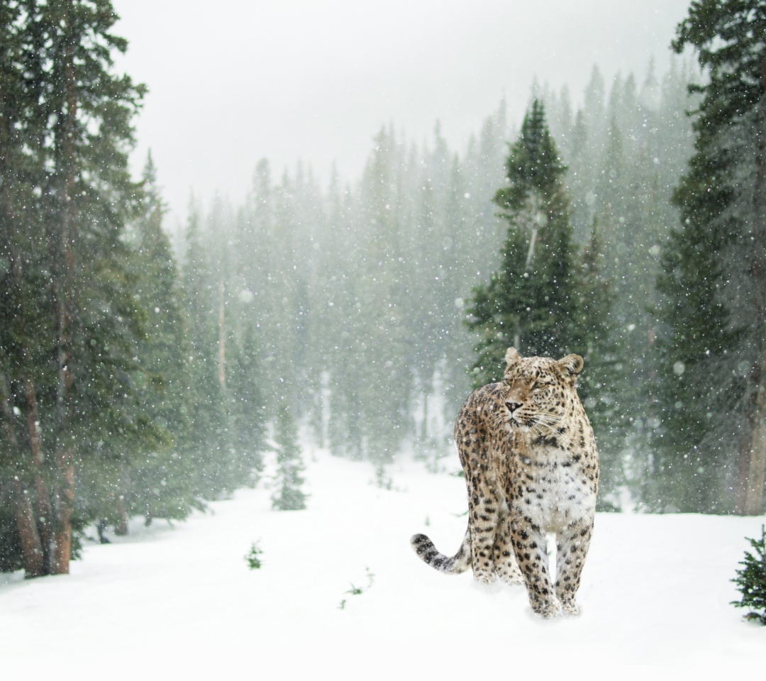 Persian leopard in snow wallpaper 1080x960