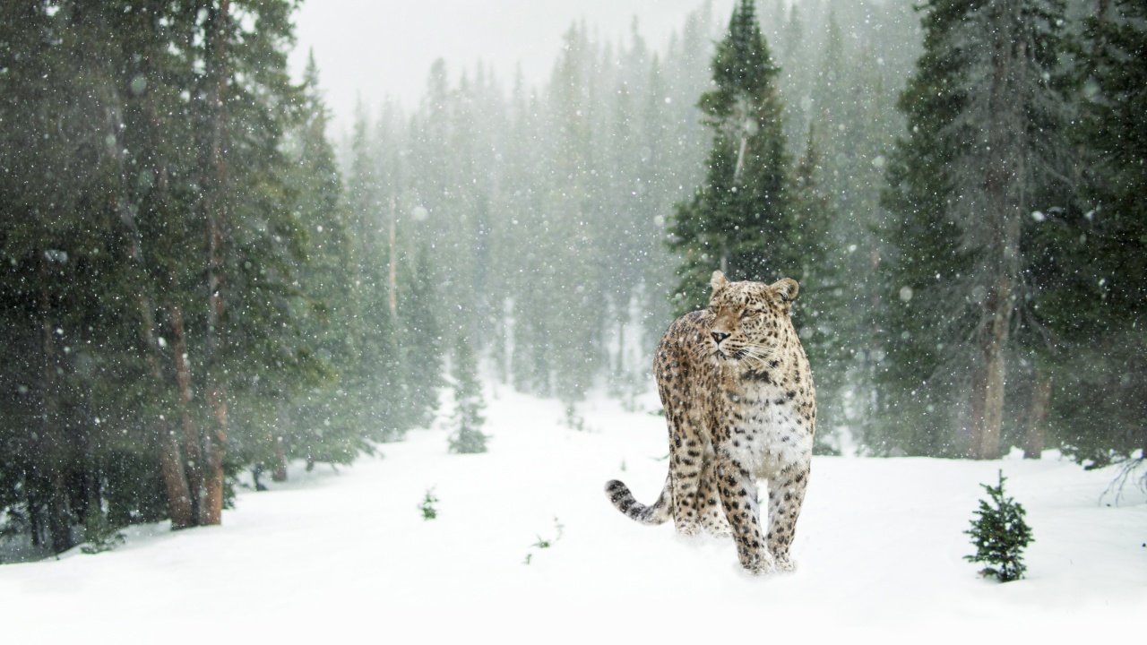 Fondo de pantalla Persian leopard in snow 1280x720