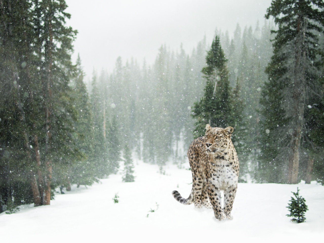 Persian leopard in snow wallpaper 1280x960