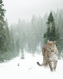 Persian leopard in snow wallpaper 128x160