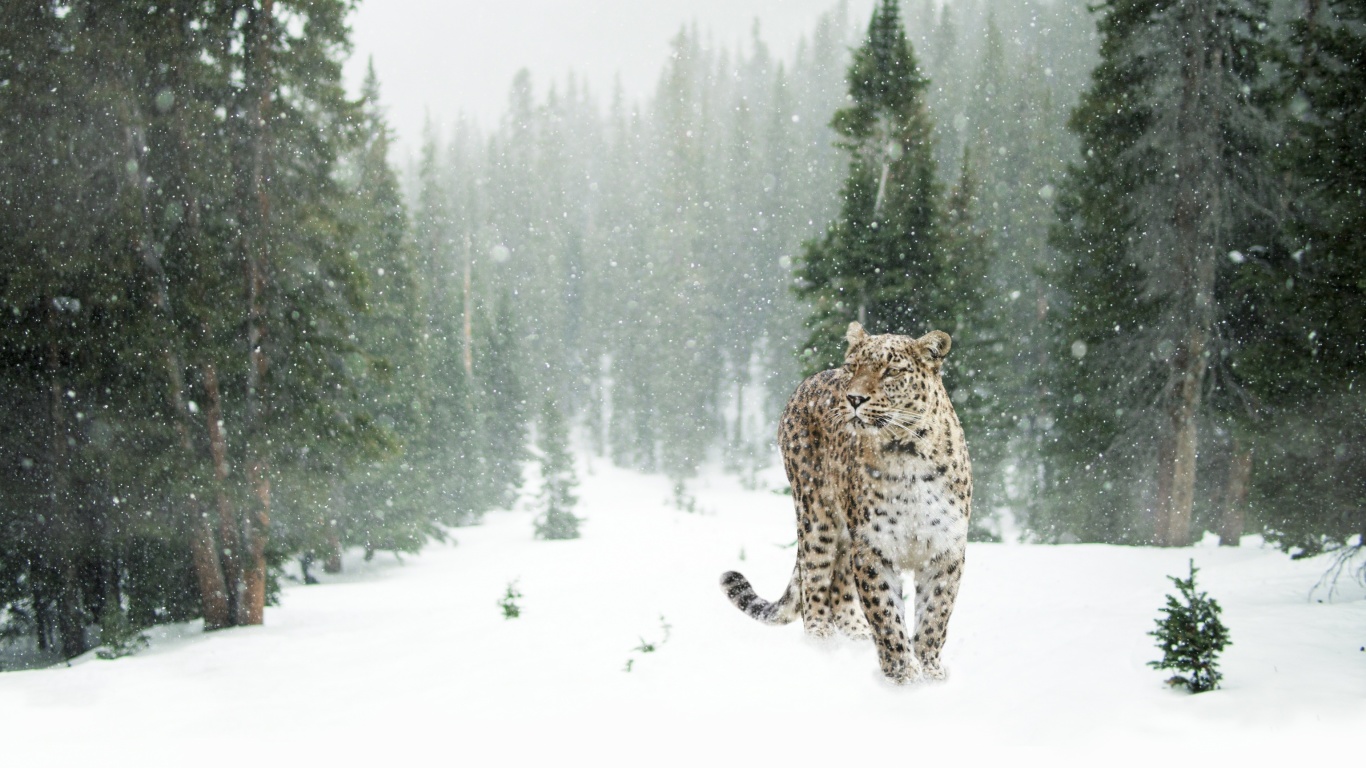 Обои Persian leopard in snow 1366x768