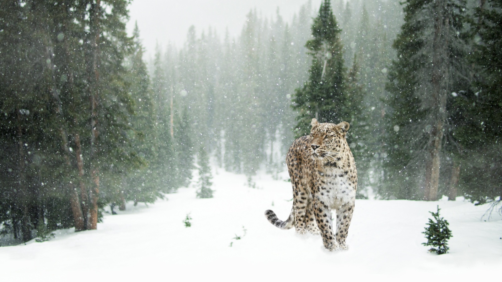 Persian leopard in snow wallpaper 1600x900