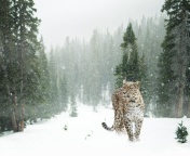 Sfondi Persian leopard in snow 176x144
