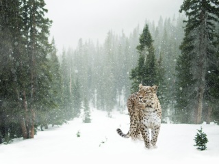 Persian leopard in snow wallpaper 320x240
