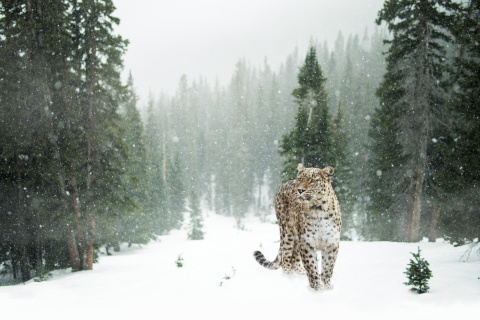 Persian leopard in snow wallpaper 480x320