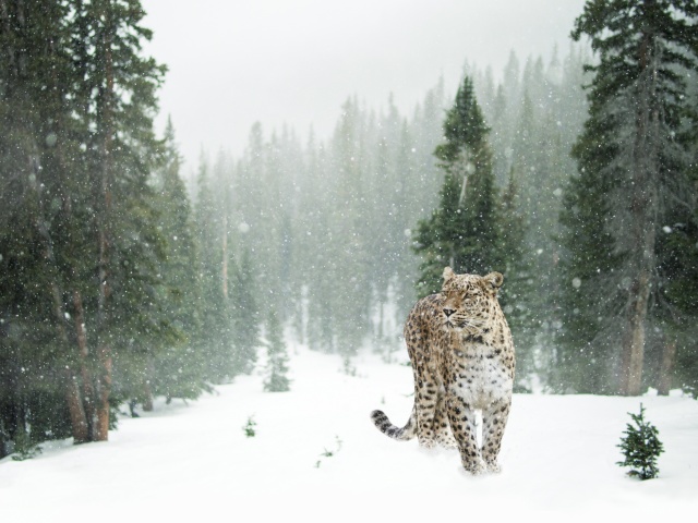 Persian leopard in snow wallpaper 640x480