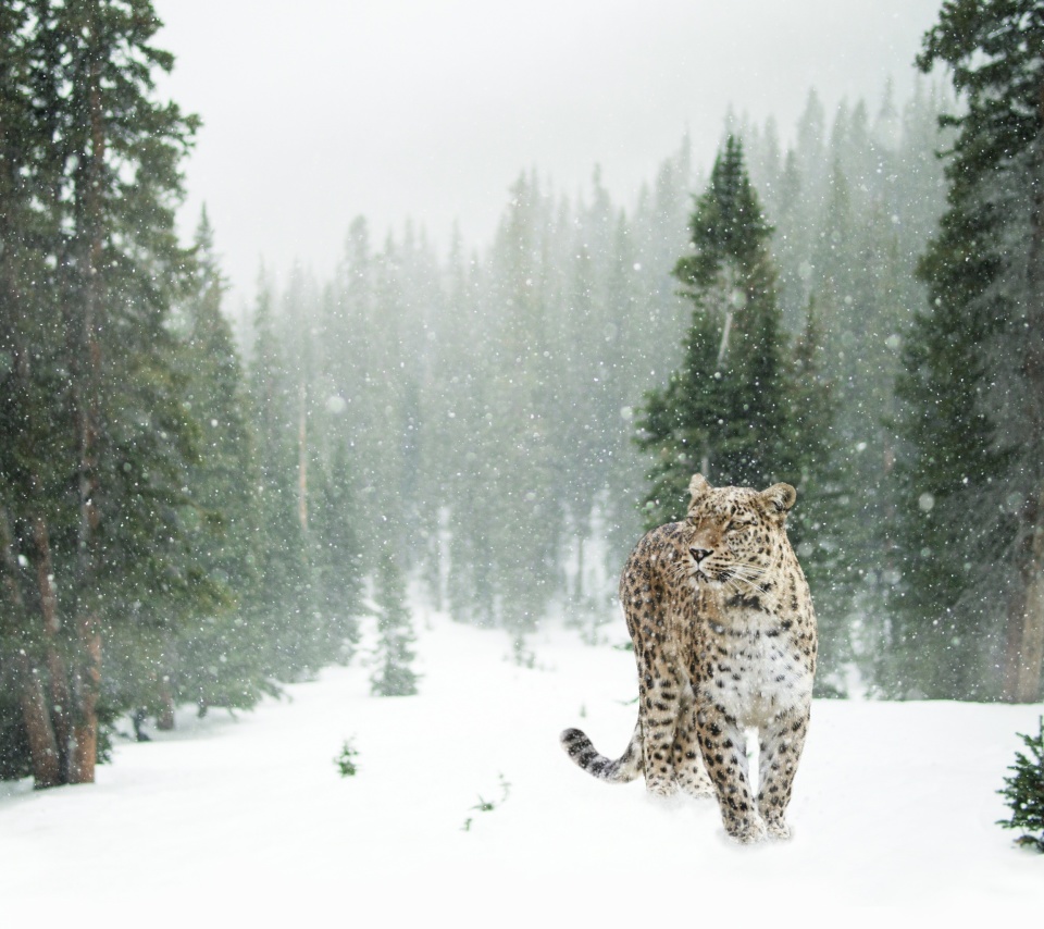 Persian leopard in snow wallpaper 960x854