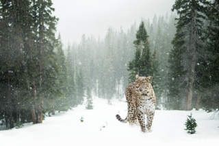 Persian leopard in snow Background for Android, iPhone and iPad