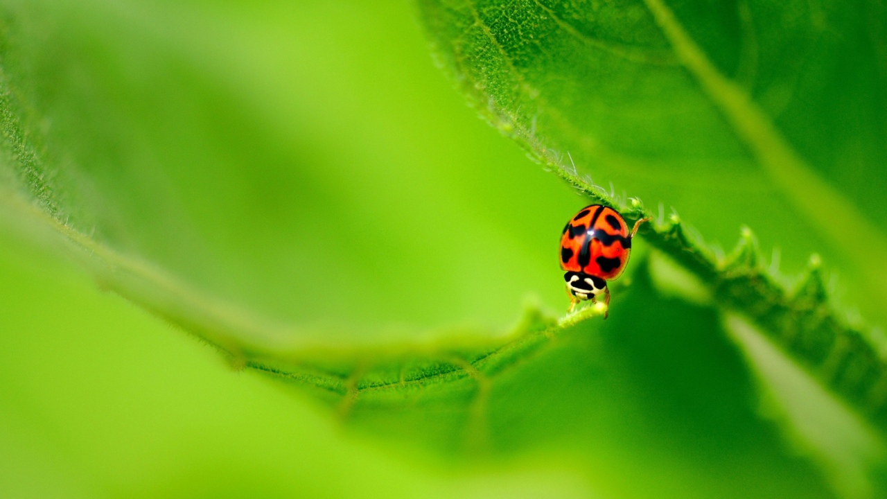 Screenshot №1 pro téma Ladybug On Green Leaf 1280x720