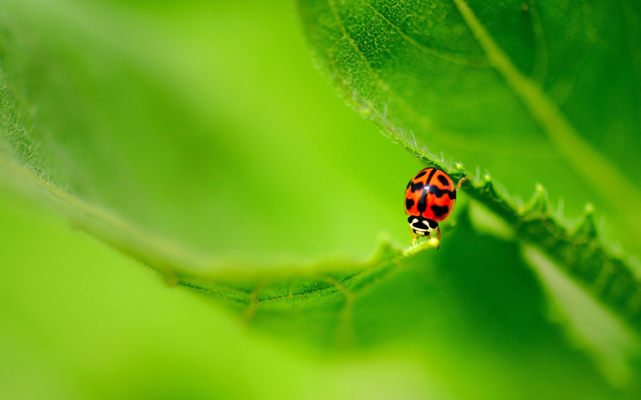 Screenshot №1 pro téma Ladybug On Green Leaf 1280x800