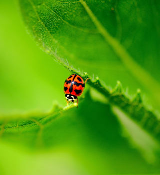 Ladybug On Green Leaf - Obrázkek zdarma pro 1024x1024