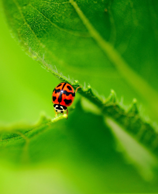 Kostenloses Ladybug On Green Leaf Wallpaper für Nokia Asha 310