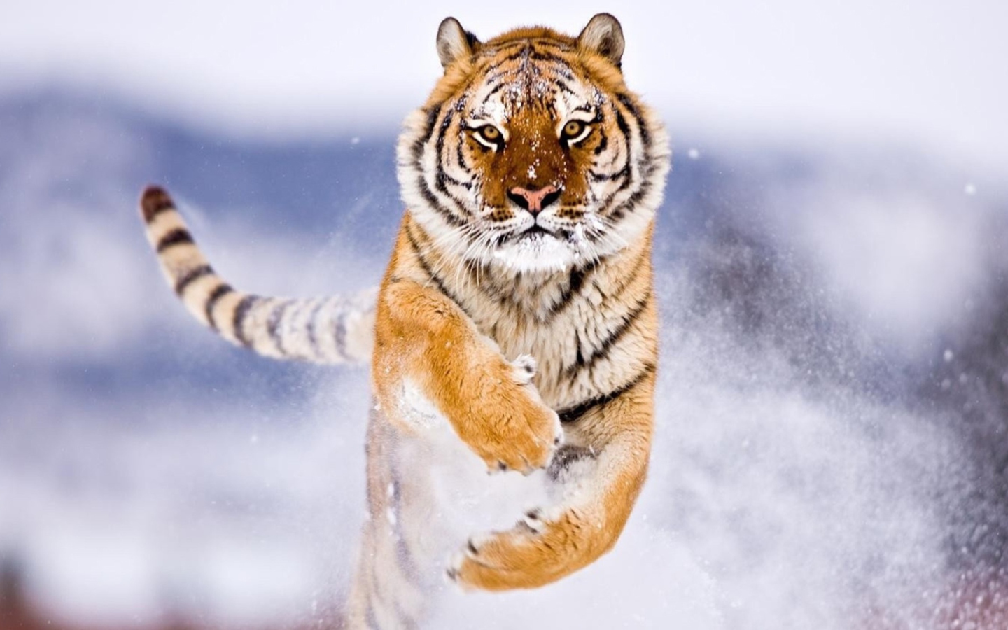 Screenshot №1 pro téma Amur Tiger 1440x900