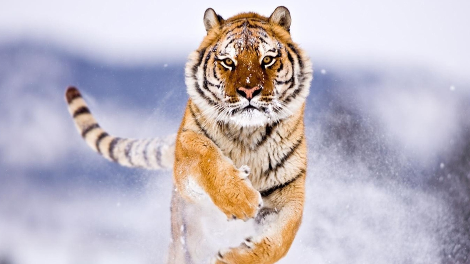 Обои Amur Tiger 1600x900