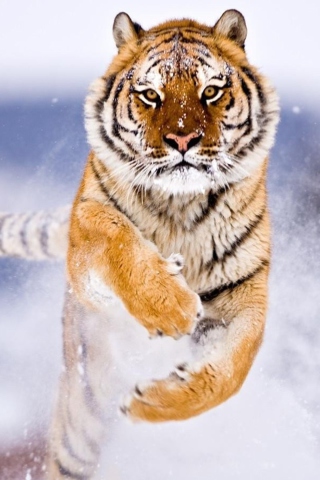 Fondo de pantalla Amur Tiger 320x480