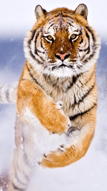 Fondo de pantalla Amur Tiger 360x640