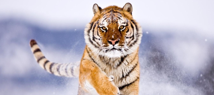 Das Amur Tiger Wallpaper 720x320