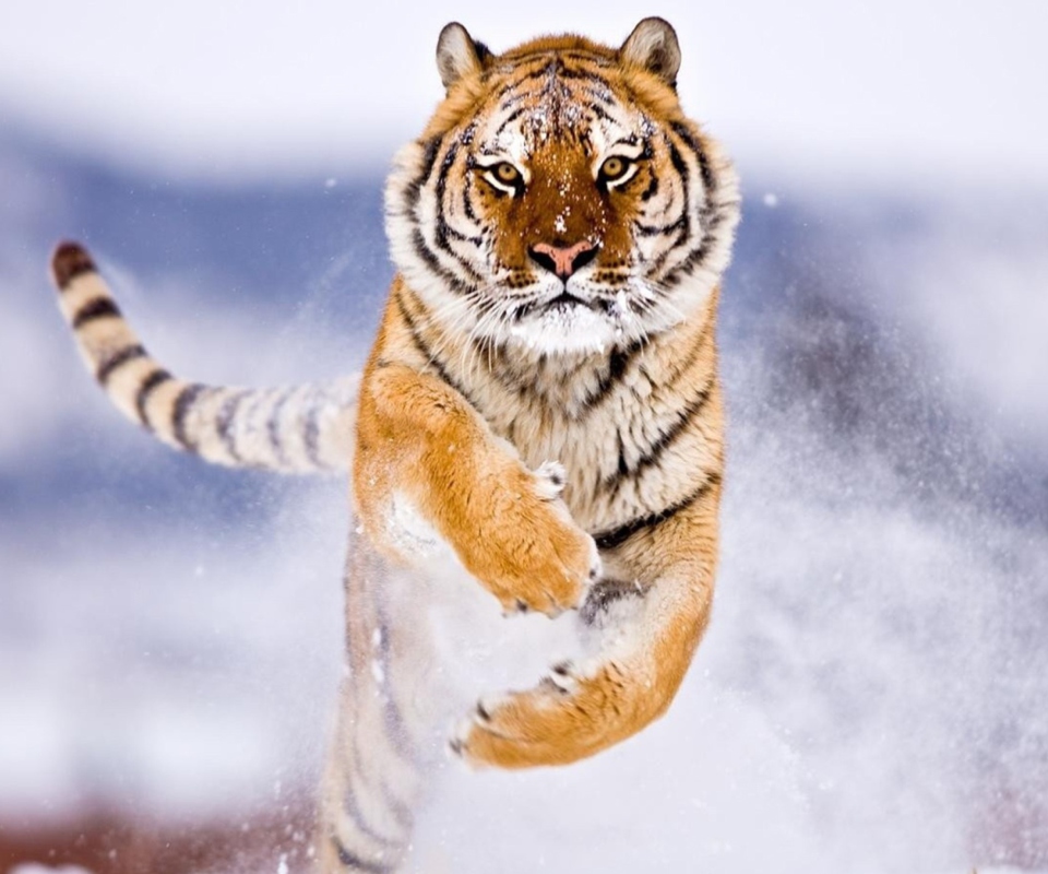 Amur Tiger wallpaper 960x800