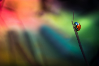 Ladybug - Obrázkek zdarma pro Fullscreen Desktop 800x600