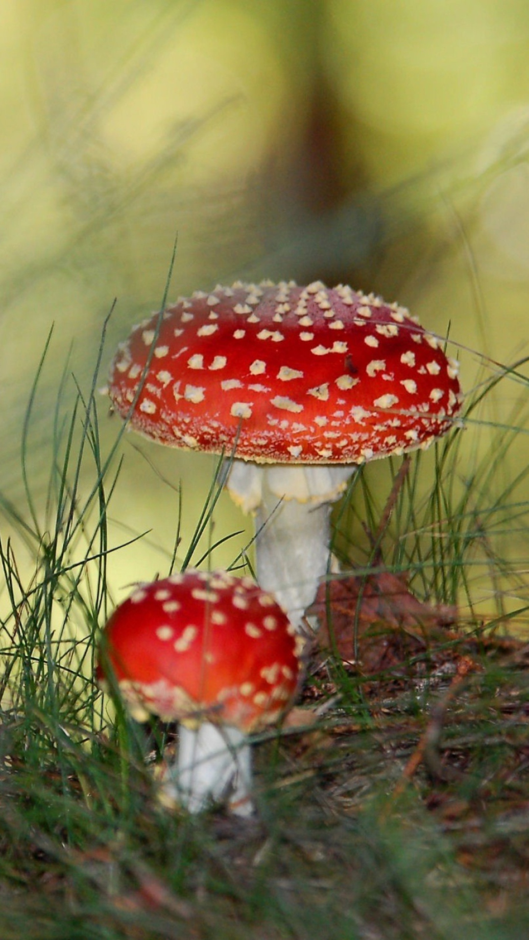 Sfondi Red Mushrooms 1080x1920